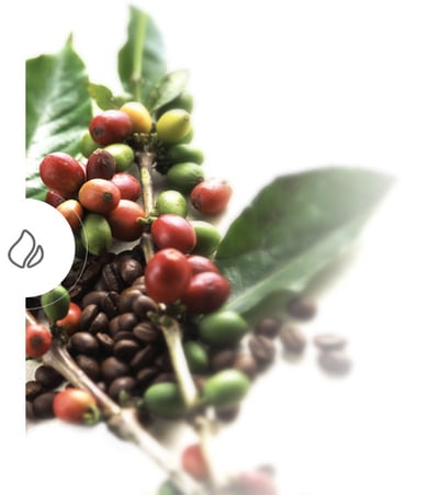 senseo about coffee story growth teaser